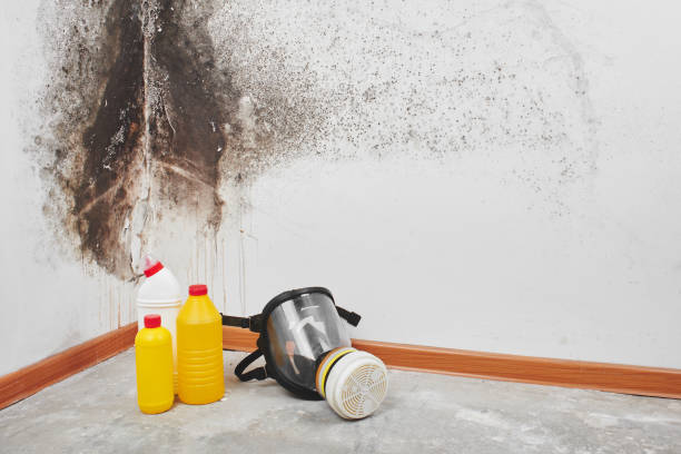 Best Black Mold Remediation in Alton, IL
