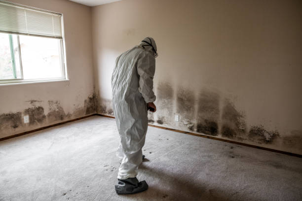 Best Bathroom Mold Remediation in Alton, IL
