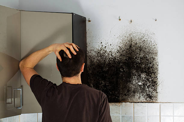 Best DIY Mold Remediation Support Services in Alton, IL