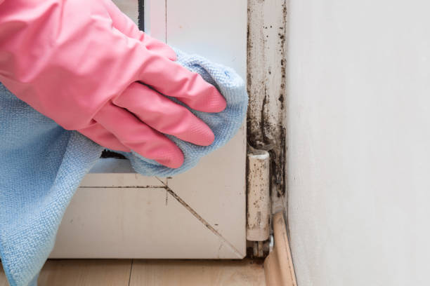 Best White Mold Remediation in Alton, IL