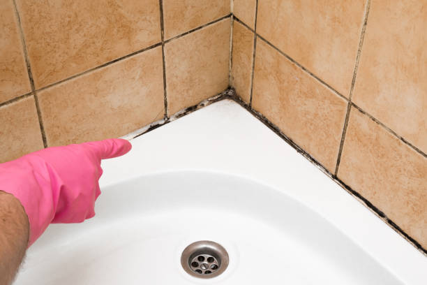 Best Post-Flood Mold Remediation in Alton, IL