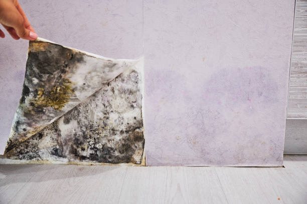 Best Residential Mold Remediation in Alton, IL